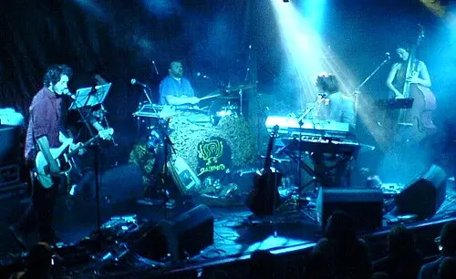 Guillemots