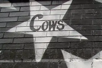Cows