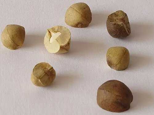 Jumping Beans