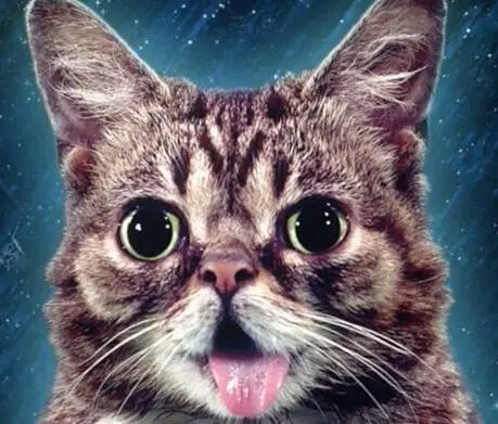 Lil BUB