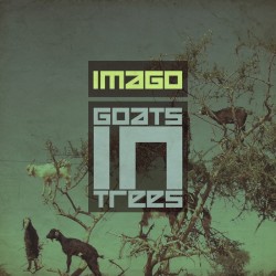 Goats In Trees