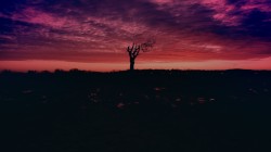 Dawn Yarn