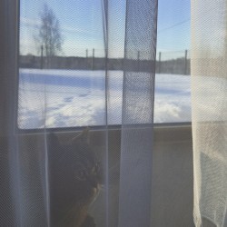 blue blanket