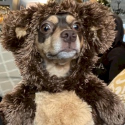 deer in the headlights