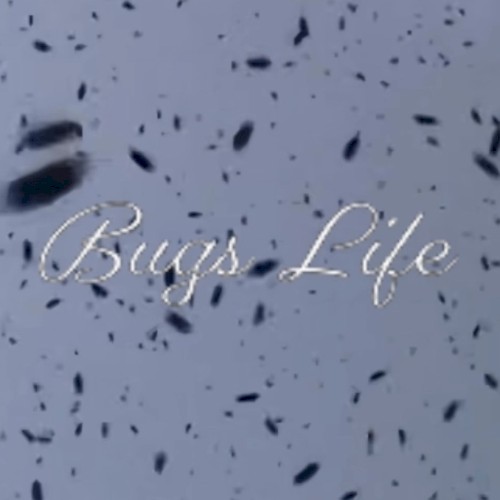 Bugs Life