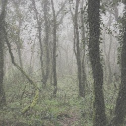 El Bosque de la Niebla
