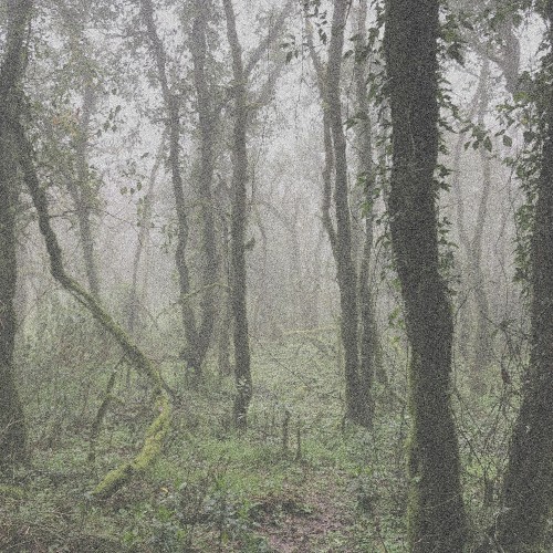 El Bosque de la Niebla