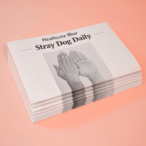 Stray Dog Daily