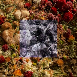Dead Flowers