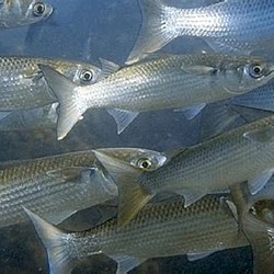 Grey Mullet / Scup