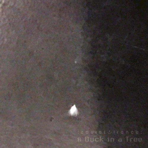 A Duck in a Tree #366, "Peak Ending"
