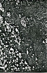 Oroko Do