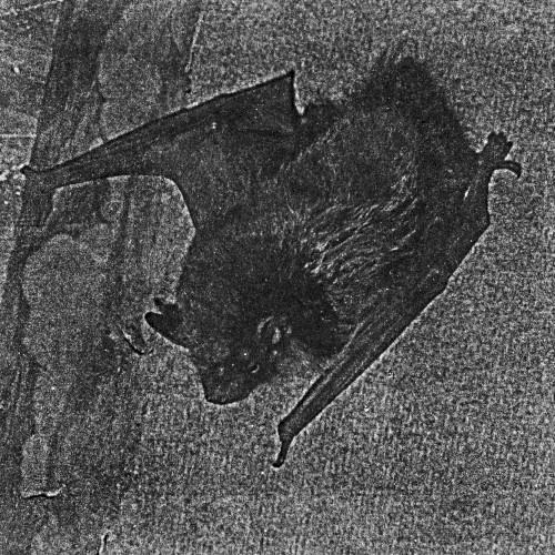 Vampyr Strigoi & Rituals