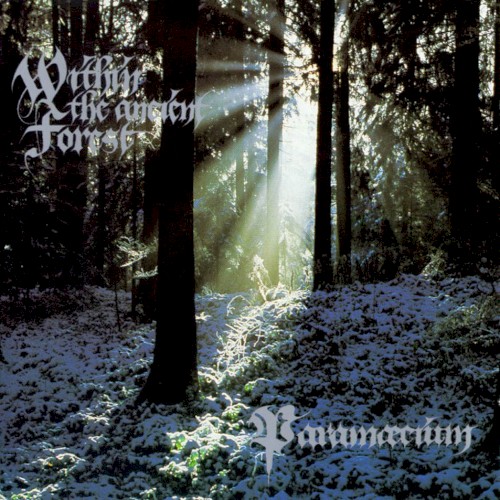 Within the Ancient Forest