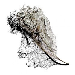Swarm