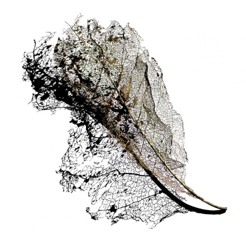 Swarm