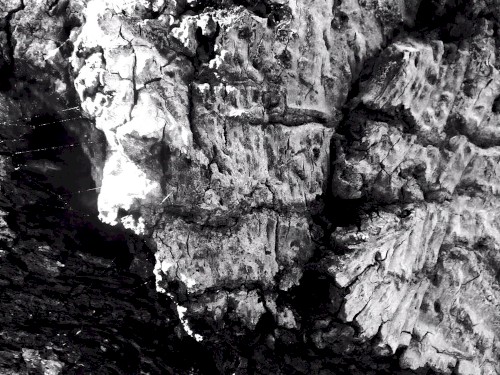 Topography of a Tree