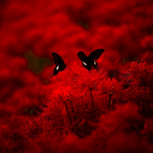 Red Heaven