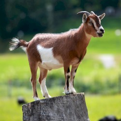 All That Glitters Is Goat