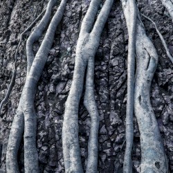 Southfacing / Ali Wade