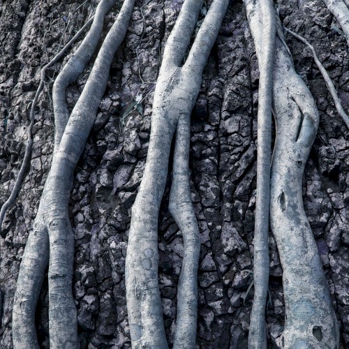 Southfacing / Ali Wade