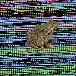 frog.