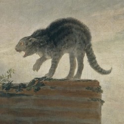 The Rack #13, "A Cat's Flux"