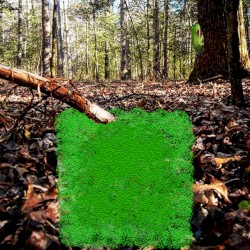 Untitled Forest Noise