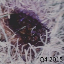 Q4 2015