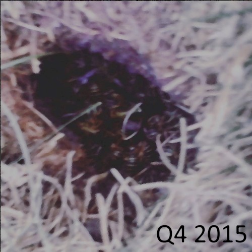 Q4 2015