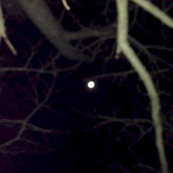 月と植物 ( Moon , Plants )