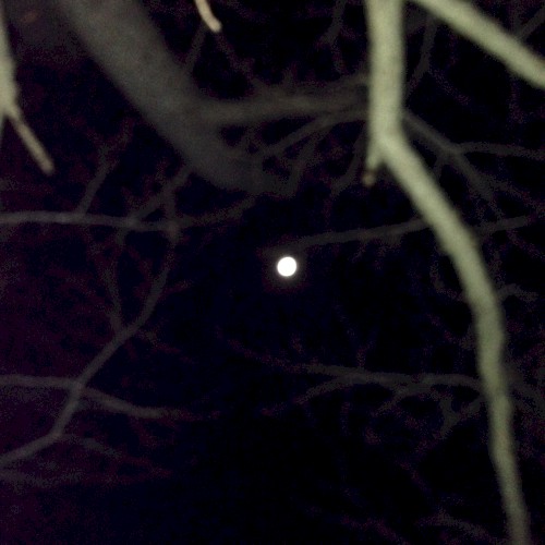 月と植物 ( Moon , Plants )