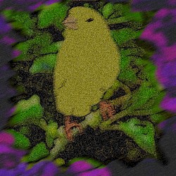 Canary