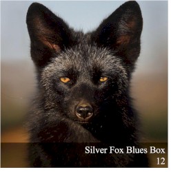 Silver Fox Blues Box 12