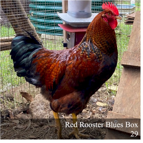 Red Rooster Blues Box 29