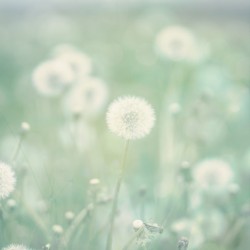 Seasons