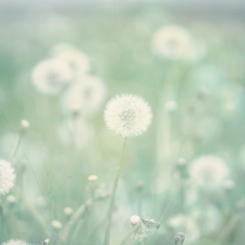 Seasons