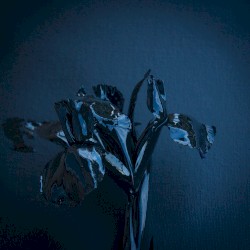 The Rifts