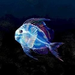 バレる!