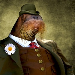 Fib