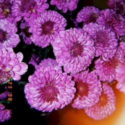 Relaxing Retreat: A Selection of Purple Palm