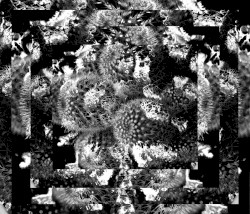 Thorn Flux