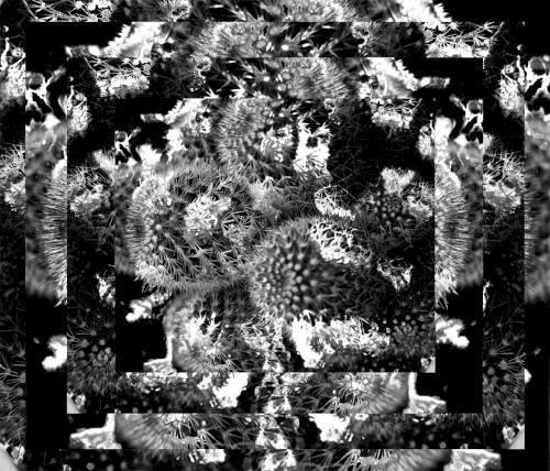 Thorn Flux