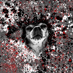 Splatter Hound