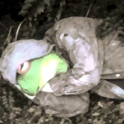 Frogsleep