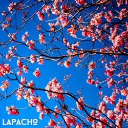 lapacho