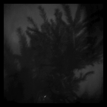 Mandrake Root: Experiments from Sketchbook#9
