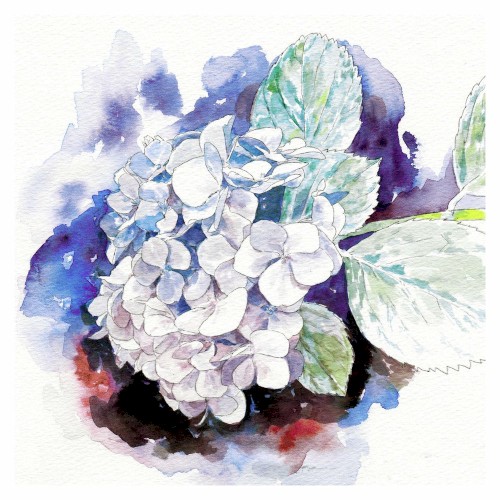 滲む錆色 / 紫陽花