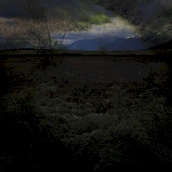 Orchard