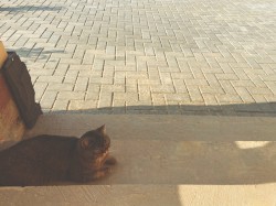 falling sun